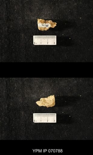 Favosites sp.