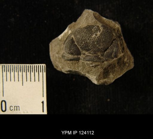 Phacops rana