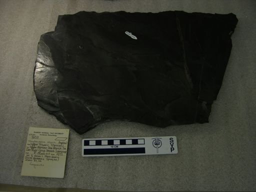Tanytrachelos ahynis