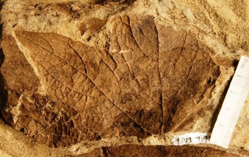 Leepierceia preartocarpoides