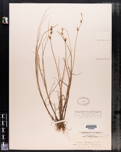 Carex mackenziei