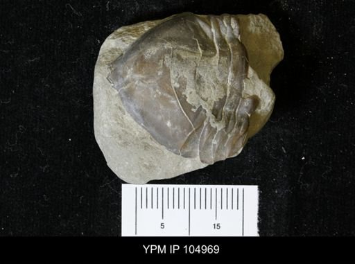Isotelus gigas