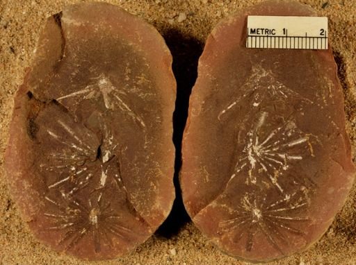 Annularia