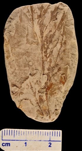 Asplenium dicksonianum