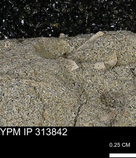 undet. Scaphopoda