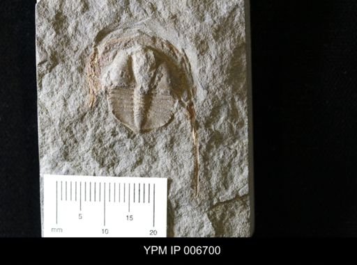 Trinucleus ornatus