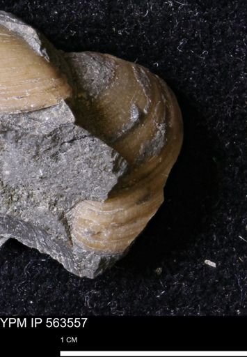 Limopsis striatopunctatus
