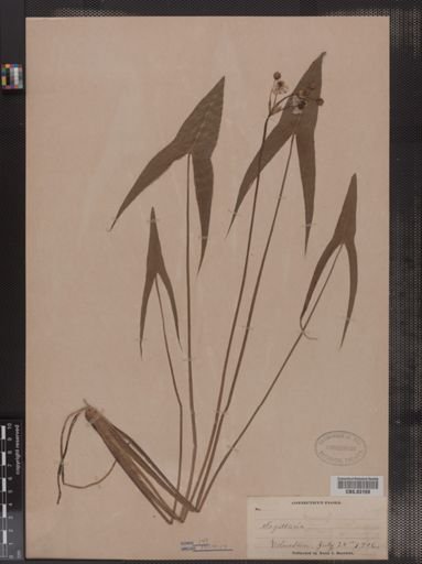 Sagittaria