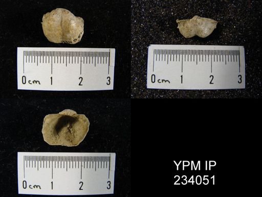 Marginifera wabashensis