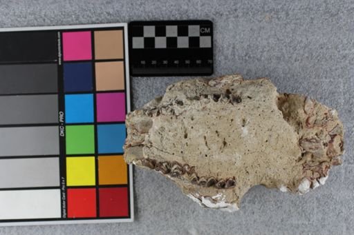 Merycoidodon culbertsoni culbertsoni