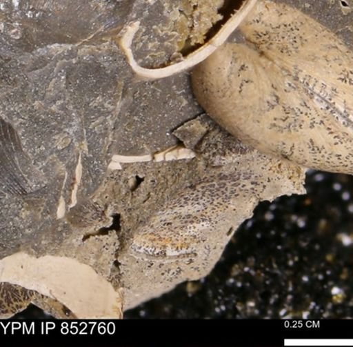 Limopsis striatopunctatus