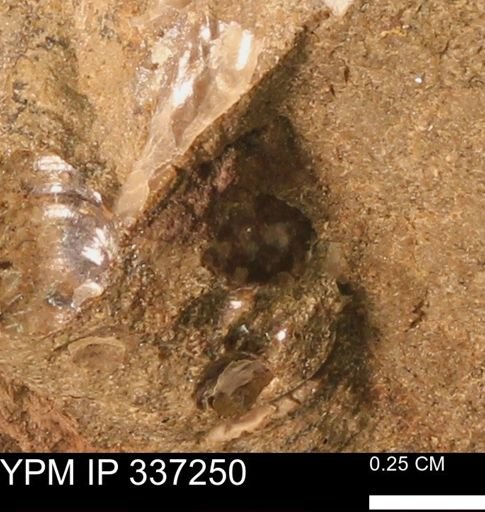 undet. Mollusca