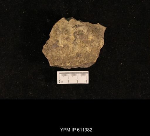 Monticulipora sp.