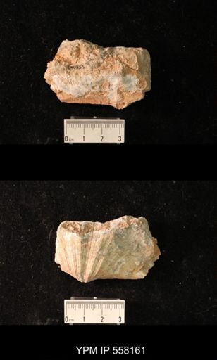Spirifer cameratus