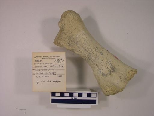Teleoceras fossiger