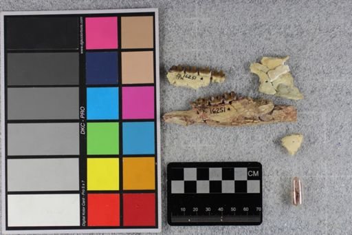 Mesohippus celer