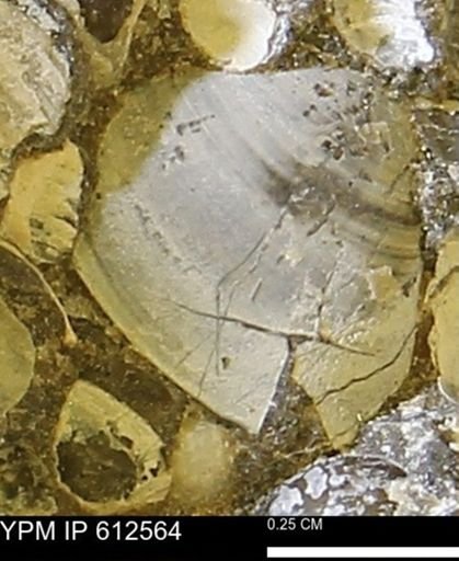 Protocardia sp.