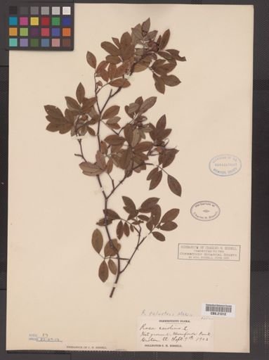 Rosa palustris