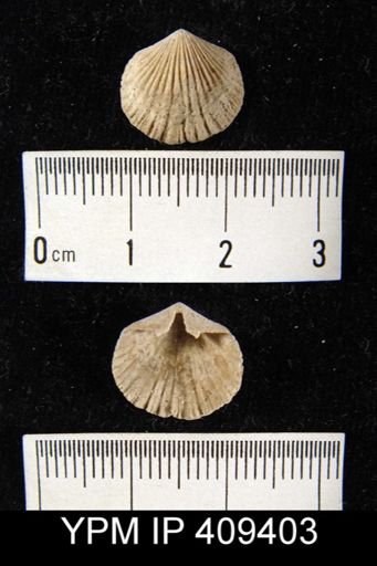 Hesperorthis?