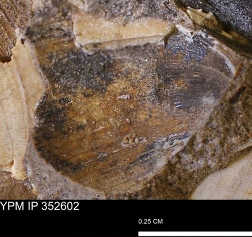 undet. Bivalvia