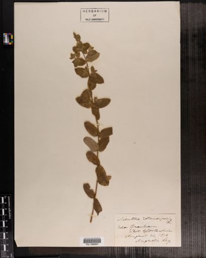 Plantae