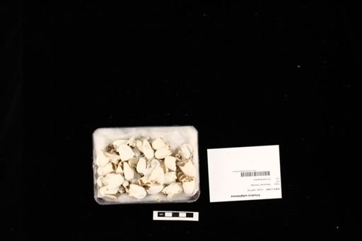 Emydura subglobossa
