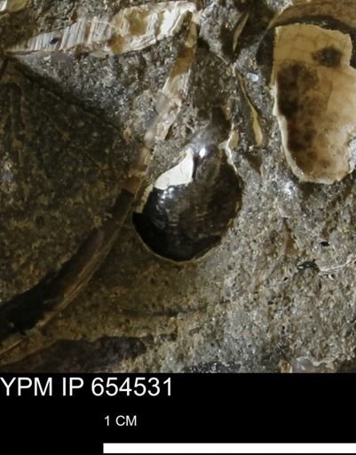 Gastropoda