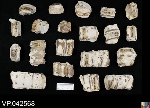 undet. Actinopterygii
