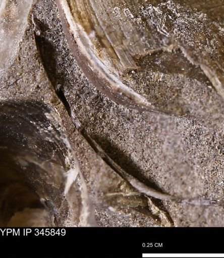 undet. Bivalvia