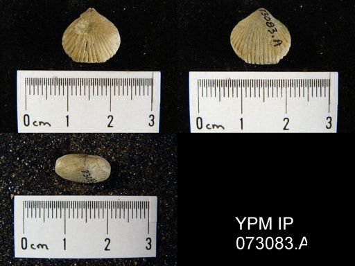 Wilsonella compressa