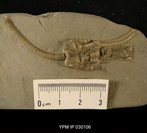 Abrotocrinus unicus