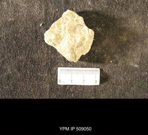Strophomena huronensis
