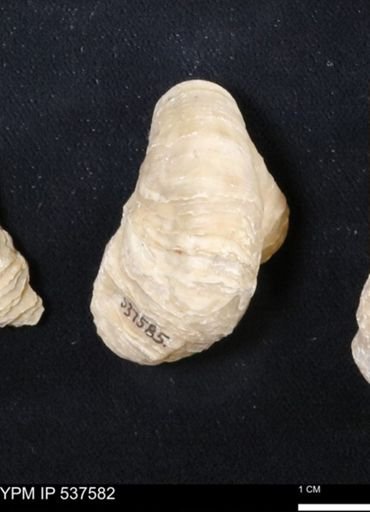 undet. Bryozoa