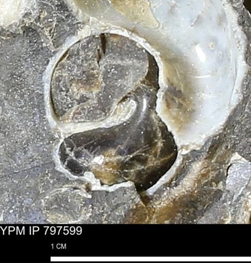 undet. Gastropoda
