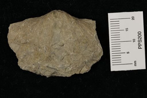 Neospirifer dunbari