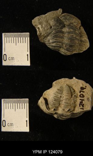 Phacops rana