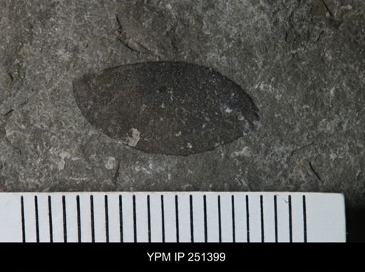 undet. Eurypterida