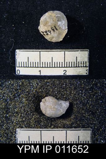 Marginifera cristobalensis