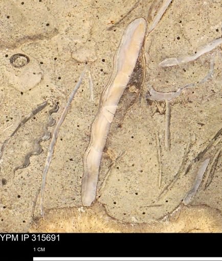 Mollusca
