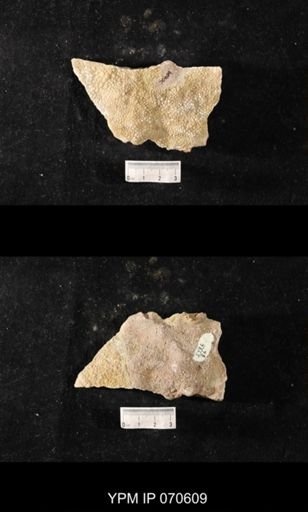 Favosites louisvillensis