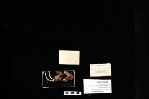 Eretmochelys imbricata