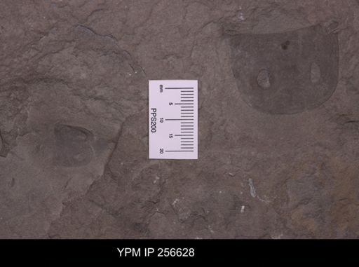 Eurypterus remipes