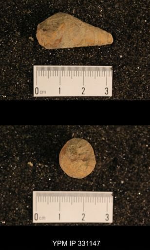 Meekospira peracuta choctawensis