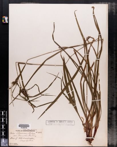Carex intumescens