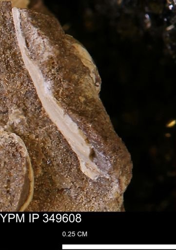undet. Mollusca