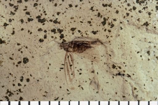 Auchenorrhyncha