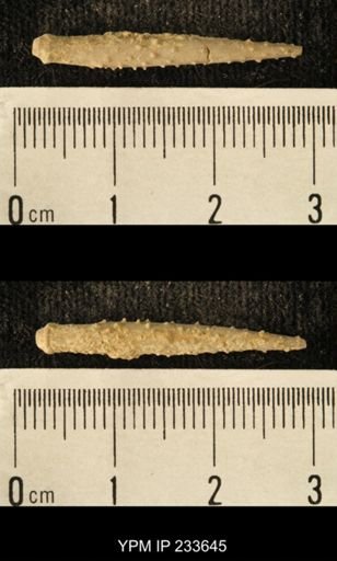 Archaeocidaris sp.