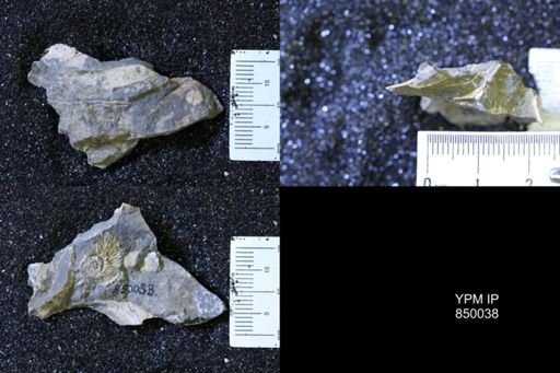 undet. Scaphitidae