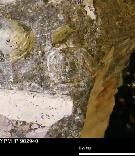 undet. Mollusca