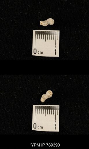 undet. Bryozoa